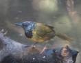 /album/photogallery/oriole-warbler-at-kotu-2-jpg/